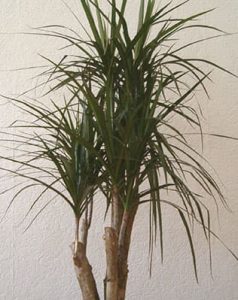 Planta drácena, mejora la calidad del aire