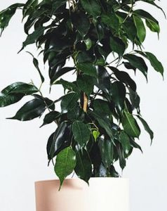 Planta ficus benjamina, que ayuda a purificar aire