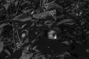 Plantas medicinales y pandemia