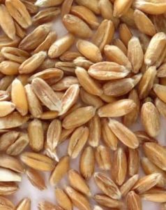Espelta, superalimento
