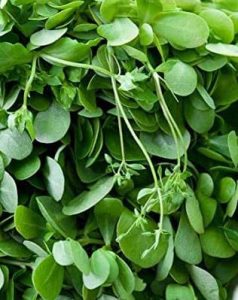 Verdolaga, superalimentos