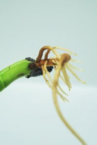 Raíces de las plantas