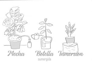 Cómo regar las plantas en vacaciones