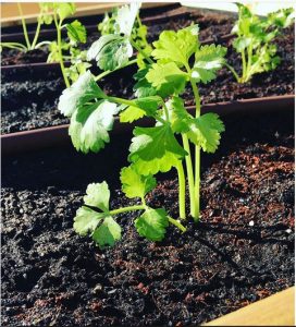 Apio: cultivo huerto