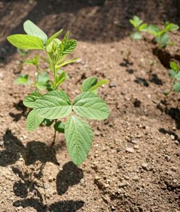 Cultivo de la planta de la soja