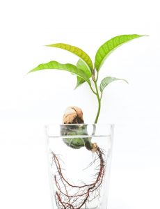 Reproducción aguacate en casa