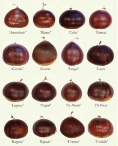 Variedades de castañas gallegas