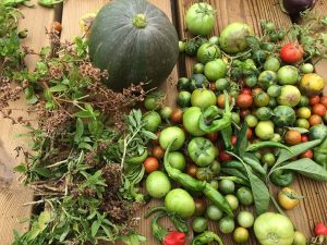 Recolecta en octubre en el huerto