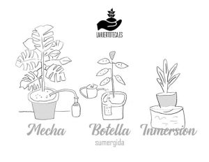 Cómo regar las plantas en vacaciones