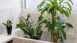 Riego plantas por inmersión