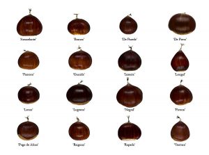 Aspecto exterior de las castañas