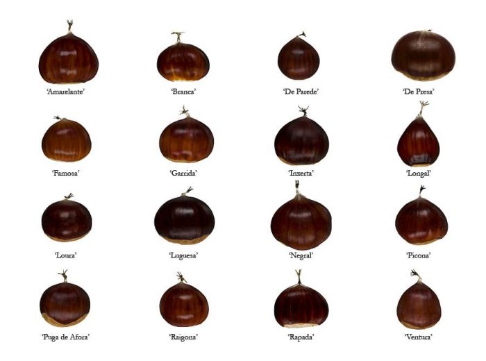 Fr Castanas ¿Cuántos tipos de castañas existen? | La Huertoteca