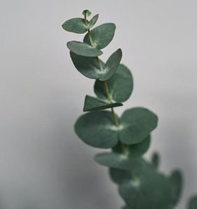 Eucalipto hoja redonda