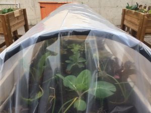 Proteger cultivos de las heladas