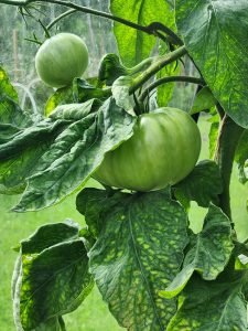 ¿Cómo reconocer la carencia de los nutrientes por las hojas de las hortalizas?